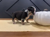 Sophie, a female English Bulldog for sale in Beatrice, NE – 2 of 3