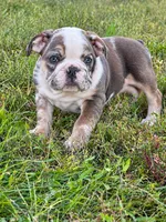 Sadie, a female English Bulldog for sale in Beatrice, NE – 4 of 4