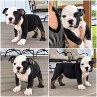 Sasha, a female English Bulldog for sale in Beatrice, NE – 5 of 5