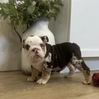 Evie, a female English Bulldog for sale in Beatrice, NE – Photo 2 of 8