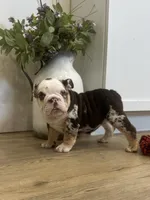 Opal, a female English Bulldog for sale in Beatrice, NE – Photo 2 of 8