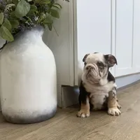 Evie, a female English Bulldog for sale in Beatrice, NE – Photo 4 of 8