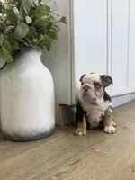 Opal, a female English Bulldog for sale in Beatrice, NE – Photo 4 of 8