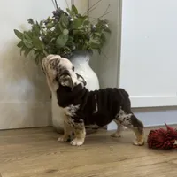 Evie, a female English Bulldog for sale in Beatrice, NE – Photo 3 of 8