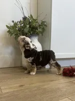 Opal, a female English Bulldog for sale in Beatrice, NE – Photo 3 of 8