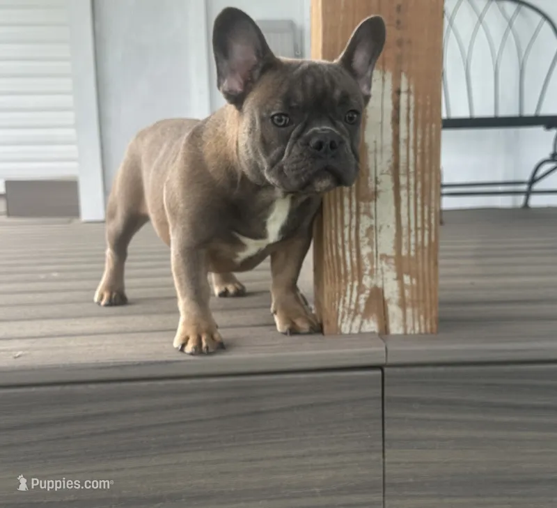 Thurman – French Bulldog puppy for sale in Beatrice, NE