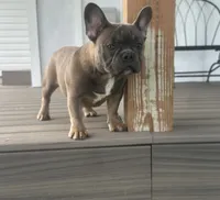 Thurman, a male French Bulldog for sale in Beatrice, NE – 1 of 4