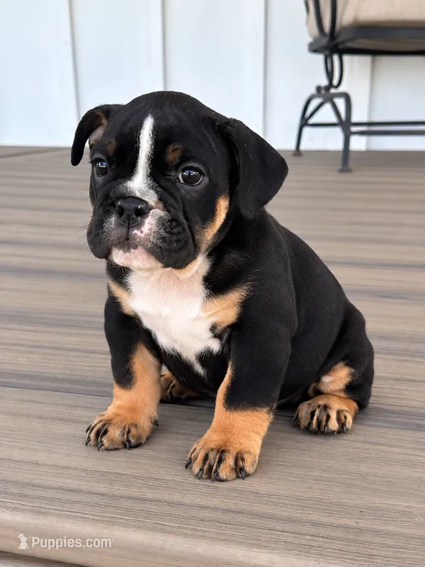 Selena – English Bulldog puppy for sale in Beatrice, NE