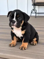 Selena, a female English Bulldog for sale in Beatrice, NE – 1 of 5