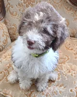Papi, a male Miniature Labradoodle for sale in Butler, GA – 2 of 5