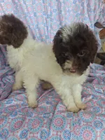 Pippin.  , a female Miniature Labradoodle for sale in Butler, GA – 4 of 10