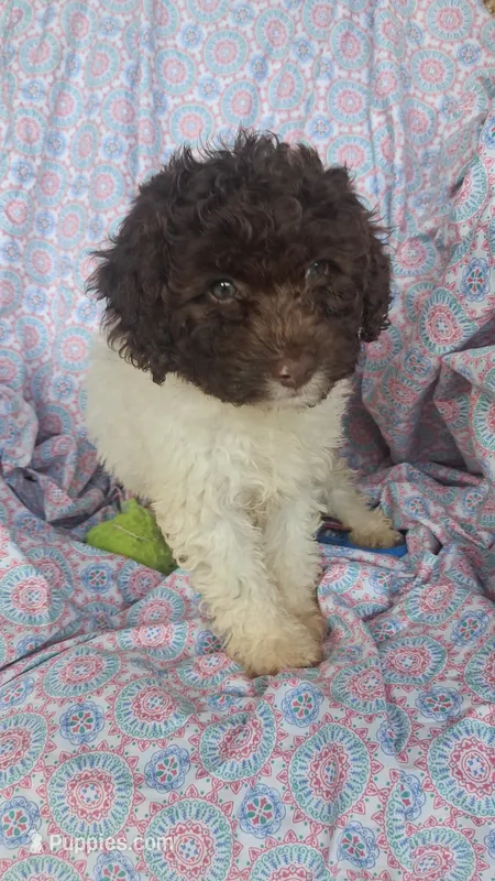 Pillsbury – Miniature Labradoodle puppy for sale in Butler, GA