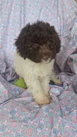 Pillsbury, a male Miniature Labradoodle for sale in Butler, GA – 1 of 9
