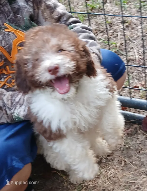Polly – Miniature Labradoodle puppy for sale in Butler, GA