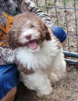 Polly, a female Miniature Labradoodle for sale in Butler, GA – 1 of 5