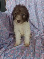 Polly, a female Miniature Labradoodle for sale in Butler, GA – 1 of 8