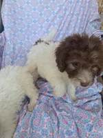 Polly, a female Miniature Labradoodle for sale in Butler, GA – 3 of 8