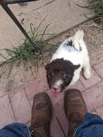 Peter Pan, a male Miniature Labradoodle for sale in Butler, GA – 5 of 7