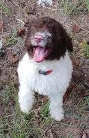 Peter Pan, a male Miniature Labradoodle for sale in Butler, GA – 2 of 8