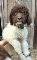 Pillsbury, a male Miniature Labradoodle for sale in Butler, GA – 3 of 8