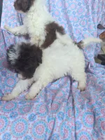 Pippin.  , a female Miniature Labradoodle for sale in Butler, GA – 2 of 10
