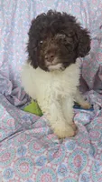 Pillsbury, a male Miniature Labradoodle for sale in Butler, GA – 2 of 9