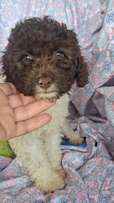 Pillsbury, a male Miniature Labradoodle for sale in Butler, GA – 9 of 9
