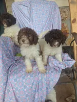 Peter Pan, a male Miniature Labradoodle for sale in Butler, GA – 4 of 7