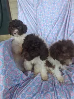 Pillsbury, a male Miniature Labradoodle for sale in Butler, GA – 8 of 9