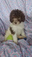 Papi, a male Miniature Labradoodle for sale in Butler, GA – 4 of 8