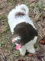Peter Pan, a male Miniature Labradoodle for sale in Butler, GA – 4 of 8