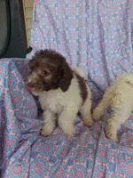 Polly, a female Miniature Labradoodle for sale in Butler, GA – 6 of 8