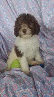 Papi, a male Miniature Labradoodle for sale in Butler, GA – 2 of 8