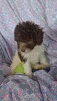 Papi, a male Miniature Labradoodle for sale in Butler, GA – 6 of 8
