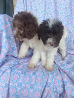 Pippin.  , a female Miniature Labradoodle for sale in Butler, GA – 3 of 10
