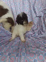 Pippin.  , a female Miniature Labradoodle for sale in Butler, GA – 5 of 10