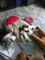 Pillsbury, a male Miniature Labradoodle for sale in Butler, GA – 7 of 9