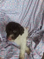 Peter Pan, a male Miniature Labradoodle for sale in Butler, GA – 3 of 7