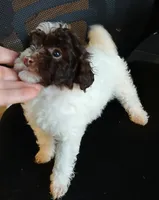Pippin.  , a female Miniature Labradoodle for sale in Butler, GA – 7 of 10