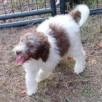 Polly, a female Miniature Labradoodle for sale in Butler, GA – 2 of 5