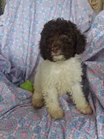 Pillsbury, a male Miniature Labradoodle for sale in Butler, GA – 6 of 9
