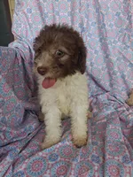 Polly, a female Miniature Labradoodle for sale in Butler, GA – 2 of 8