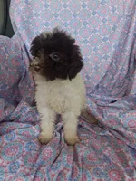 Pippin.  , a female Miniature Labradoodle for sale in Butler, GA – 9 of 10