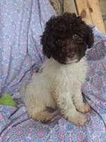 Pillsbury, a male Miniature Labradoodle for sale in Butler, GA – 3 of 9
