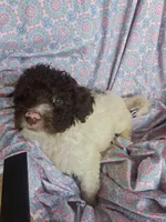 Peter Pan, a male Miniature Labradoodle for sale in Butler, GA – 2 of 7