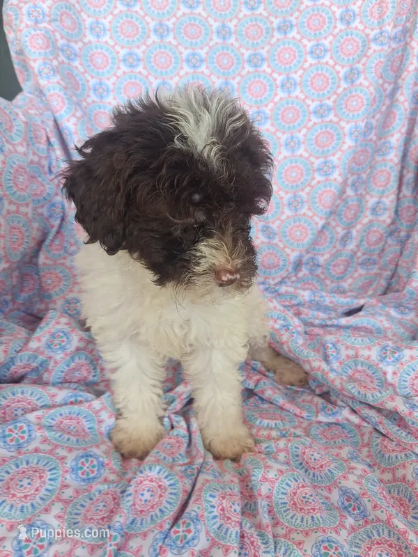 Pippin.   – Miniature Labradoodle puppy for sale in Butler, GA