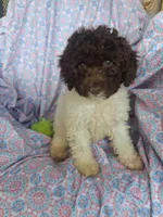 Pillsbury, a male Miniature Labradoodle for sale in Butler, GA – 4 of 9