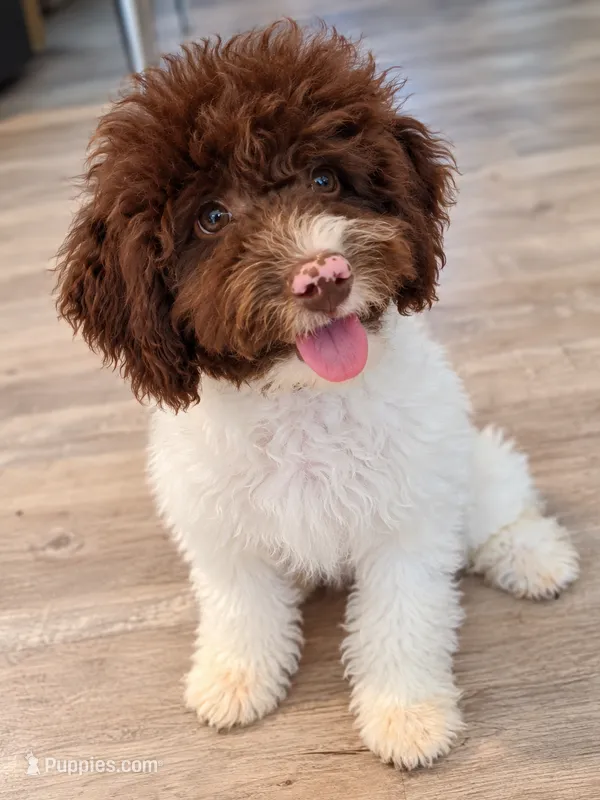 Peter Pan – Miniature Labradoodle puppy for sale in Butler, GA