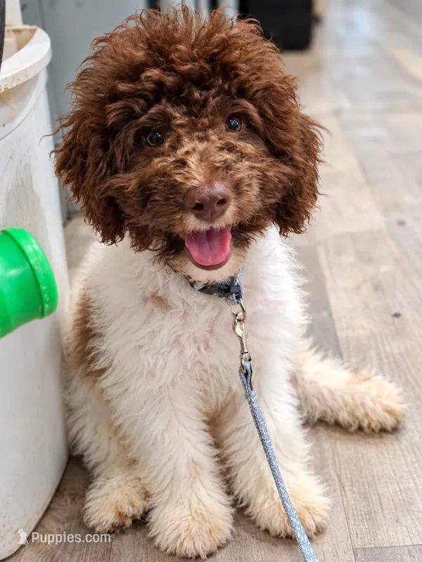 Pillsbury – Miniature Labradoodle puppy for sale in Butler, GA