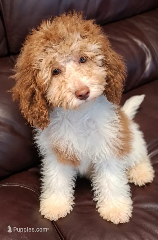 Papi – Miniature Labradoodle puppy for sale in Butler, GA
